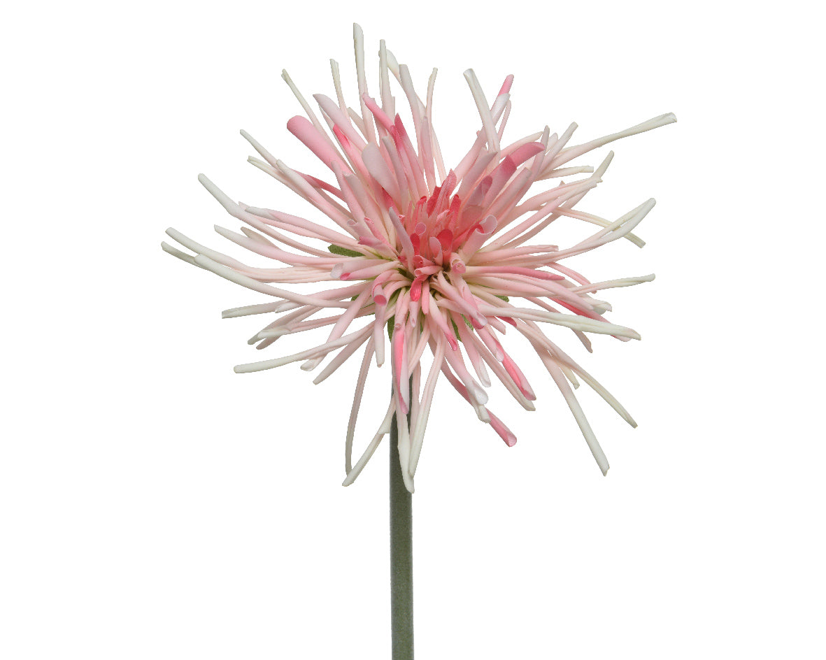 Chrysanthemum  Pink Flower on Stem
