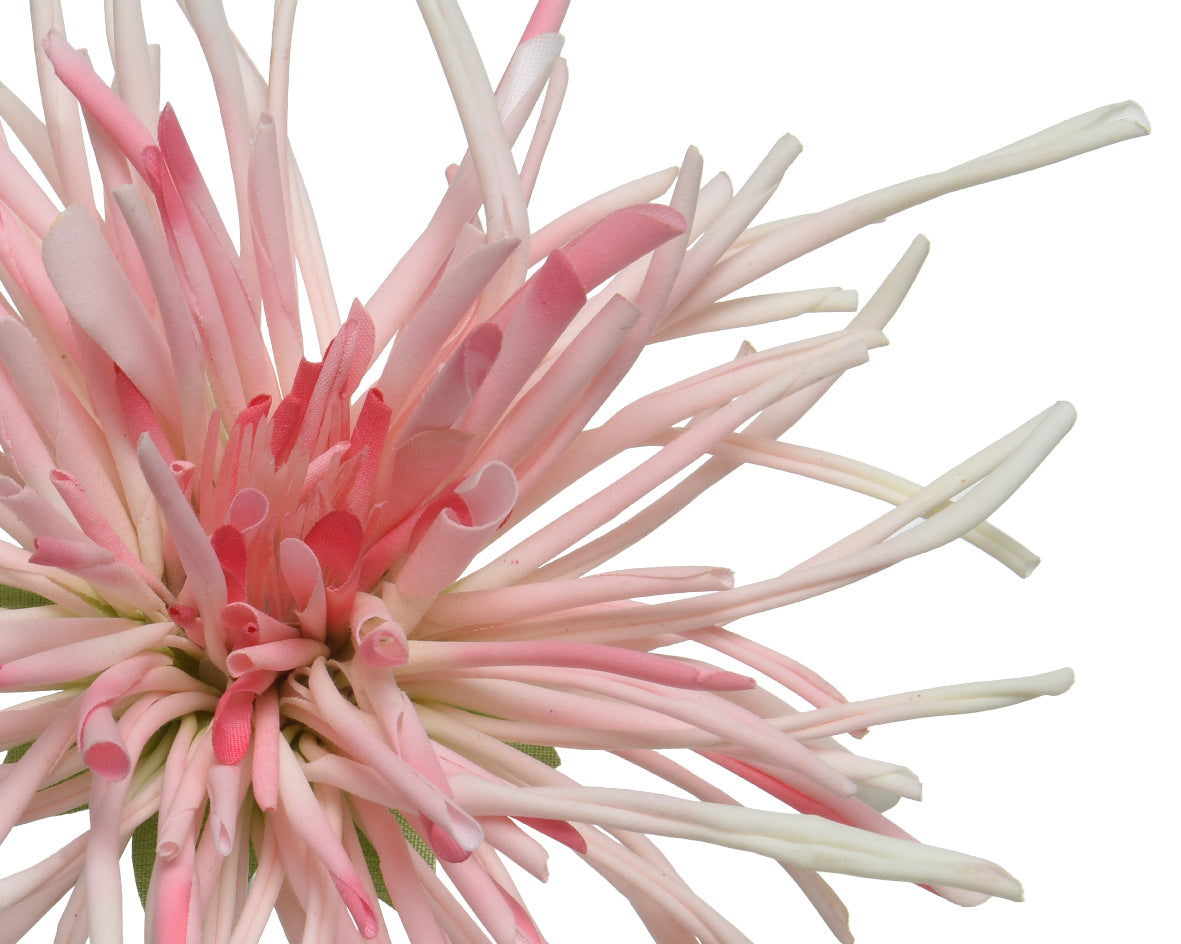 Chrysanthemum  Pink Flower on Stem