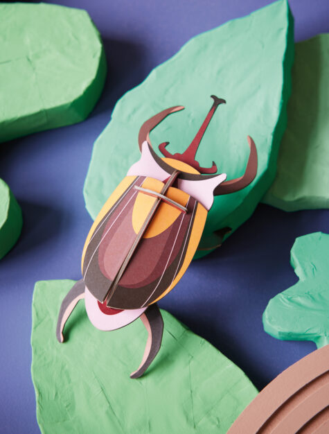 Small Elephant Beetle