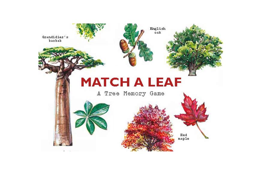 Match A Leaf Tree Memory